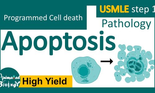 Apoptosis | Intrinsic and extrinsic pathway | USMLE step 1 | Pathology