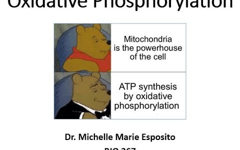 Bio367 Oxidative Phosphorylation Lecture