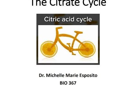 BIO367 Biochemistry Citrate Cycle Lesson