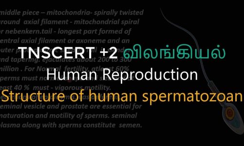 12.Zoology | Human Reproduction | Structure of human spermatozoan