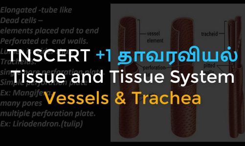 20.Botany | Tissue and Tissue System | Vessels and Trachea