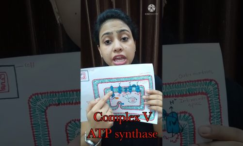 ATP Synthase | Energy Production in Mitochondria | Class 11 Biology/NEET/AIIMS | #shorts