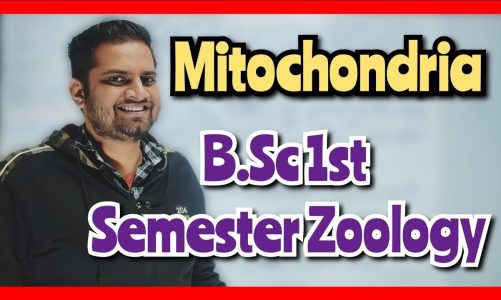 Mitochondria! #bedkdian #mjpru #bsc1stsemester #bsc #zoology