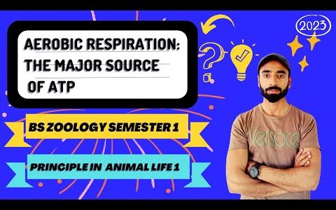 AEROBIC RESPIRATION: THE MAJOR SOURCE OF ATP | principle in animal life 1 | Bs zoology semester