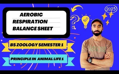 THE ENERGY SCORE FOR AEROBIC RESPIRATIONA BALANCE SHEET.. Bs zoologist semester 1 Animal life 1