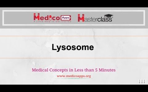 NEETPG-Topic-Lysosome -Physiology