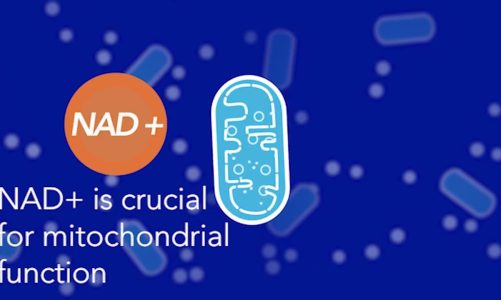 Mitochondrial Health: Help maintain mitochondrial function with NAD+ boosting.