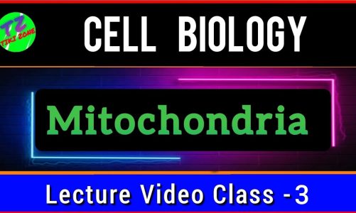 Mitochondria || It's Discovery || Structure || Functions