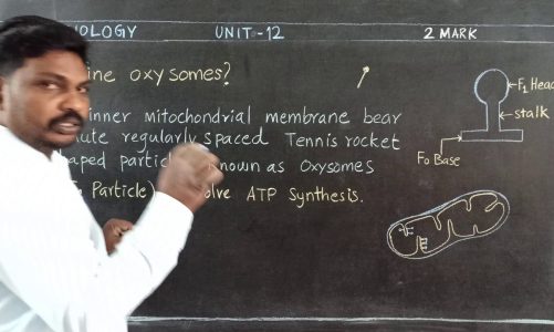Oxysomes (2m) Class 10 Science (Botany)