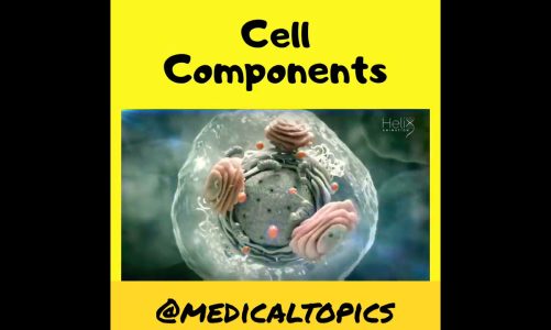 Cell components|Mitochondria|Ribosome|cytoplasm|Nucleus
