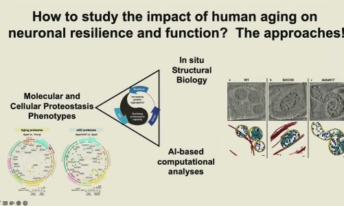 Role of proteostasis and organelle homeostasis in brain resilience during aging