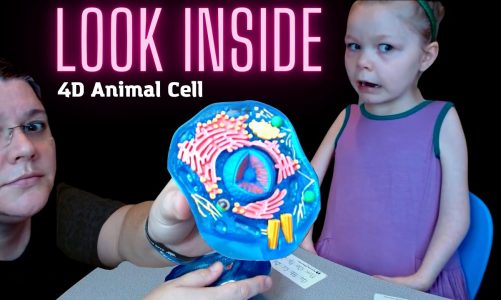 WOW! Look INSIDE this animal cell! – 4D Model