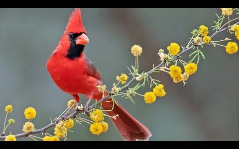 Male Northern Cardinals bird, cutest and beautiful bird