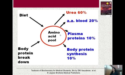 Proteins, Digestion, Absorption  ii by Dr.Alice Ruram, Biochemistry, NEIGRIMS, Shillong