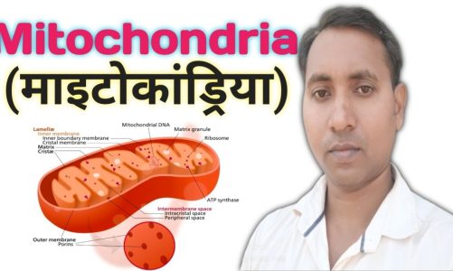 What is Mitochondria | Function of Mitochondria | Power house of the Cell | Bio Knowledge