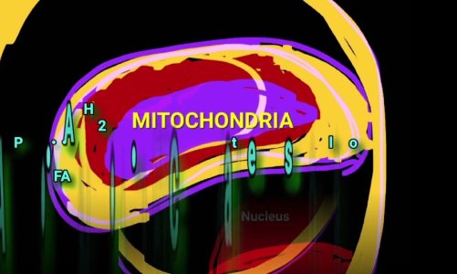 The 3 Stages of Catabolism: The Crucial Role of MITOCHONDRIA @Metabolism Made Easy