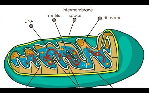 The Cell mitochondria and it’s function; Cristae and mitochondrial DNA