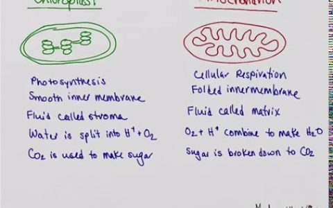 Chloroplast vs Mitochondrion