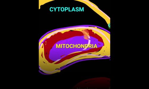 Mitochondria: The Cell’s Power Plant @DrAJGhalayini
