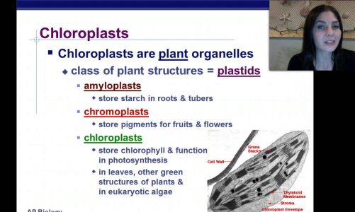 Mitochondria and Chloroplasts