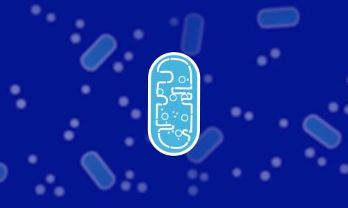 Mitochondrial Health: Help maintain mitochondrial function with NAD+ boosting