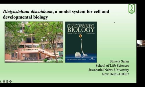 Dictyostelium discoideum, a model system for cell and developmental biology by Shweta Saran, JNU