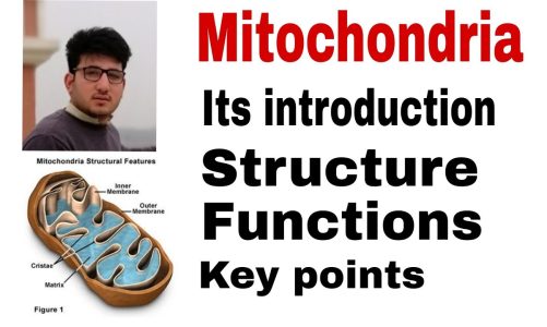Mitochondria introduction, structure & functions by Sir Asad
