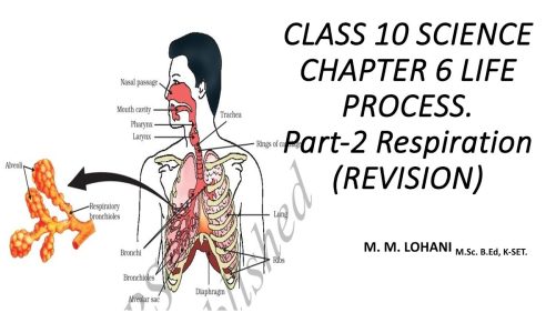 Revision Class 10 Science Life process Part-2 Respiration #science #revision Kannada English medium