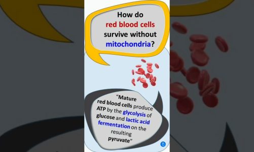 How Do Red Blood Cells Survive Without Mitochondria? #shorts #neet