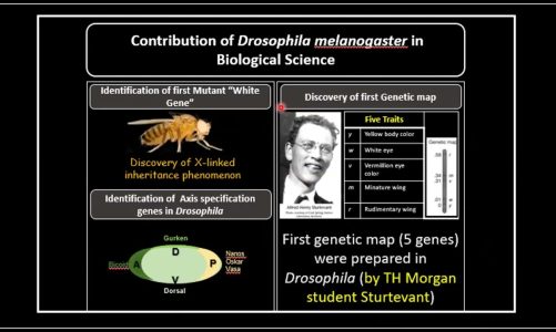 Drosophila melanogaster as a Model Organism for Study of Neurodegenerative diseases by Mahima Raval