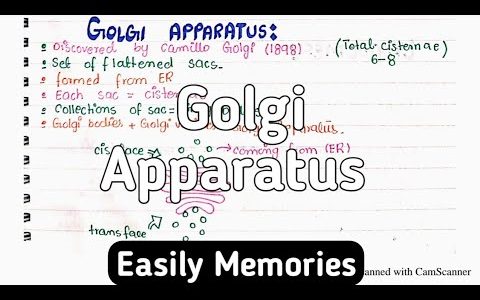 Golgi Apparatus Structure And Functions | Class 11 Biology