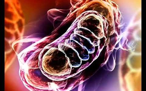 Nuclear transcription regulation of mitochondrial biogenesis