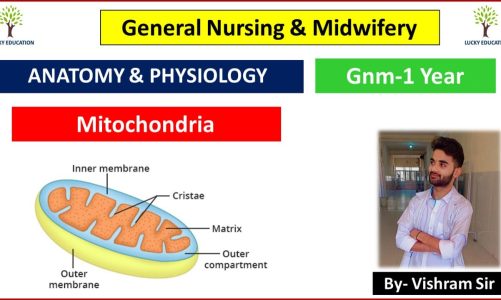 what is mitochondria structure and function biology in hindi cell biology
