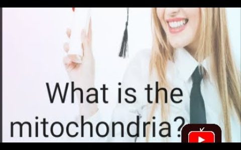 What is the Mitochondria?