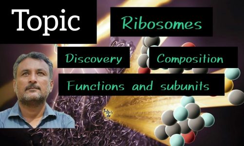 chapter#01/Biology/RIBOSOMES/structure&function/sub units/Hindi/English