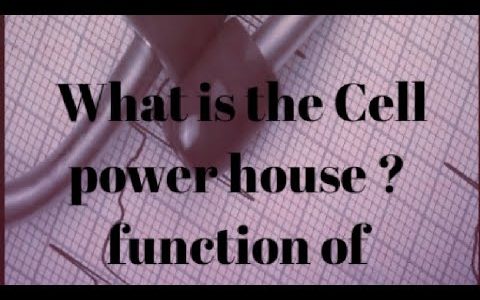 #youtube# viral#What is the Cell power house? And function of Mitochondria