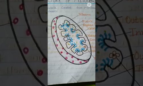 Diagram of mitochondria