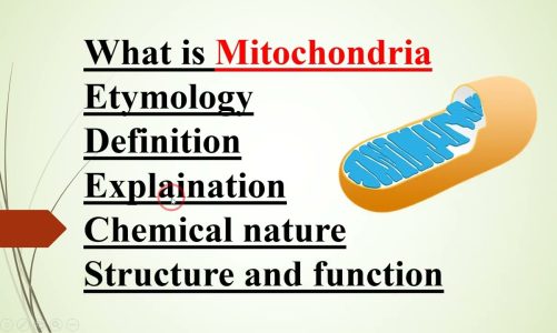 Mitochondria concept step by step | 2023  #Mitochondria #asim_zoologist