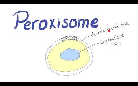 Peroxisome | What’s the function?