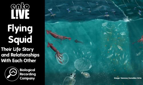 Flying Squids: Their Life Story and Relationships With Each Other