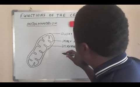 Cell Biology _ Structure of  Mitochondria @lifesciencetube