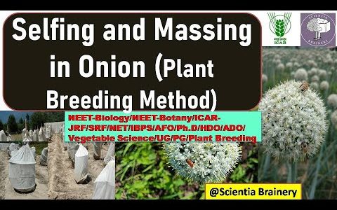 Selfing and Massing Plant Breeding Method in Onion/NEET/ICAR-NET/AFO/JRF/SRF/HDO/HDO/ #horticulture