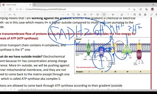 lecture 5 part 2 (oxidative phosphorylation )
