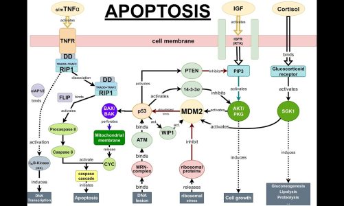 Mechanisms of Apoptosis [ENGLISH]