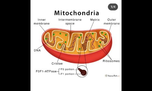 Mitochondria |Powerhouse of the cell | #mitochondria #shorts #viral #science#trending#cellorganelles