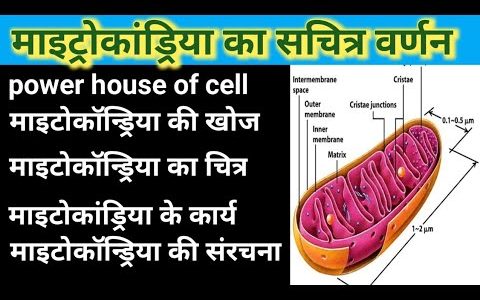 function of mitochondria in Hindi / structure of mitochondria / माइटोकॉन्ड्रिया की संरचना, खोज,कार्य