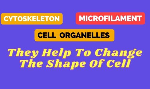 Cytoskeleton || Microfilament || Cell Organelles || They Help To Change The Shape Of Cell