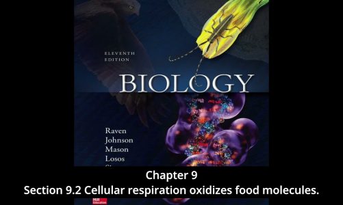 Biology – Chapter 9, How Cells Harvest Energy