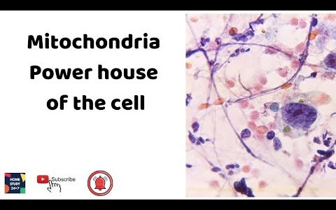 Mitochondria-Power house of the cell ICell BiologyI NEET BiologyI English & Bengali Lecture GuideI