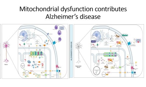Alzheimer’s Disease: Mitochondrial dysfunction #Code: 118